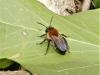 Andrena sp.